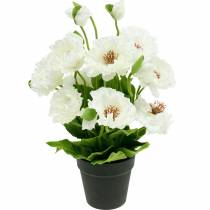Aguonų vazonėlyje baltų šilko gėlių gėlių dekoracija