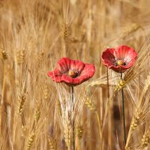 daiktų Keraminės aguonos gėlės, romantiškos, pavasario dekoracijos sodui ir gėlynams, 31 cm, 6 vnt.