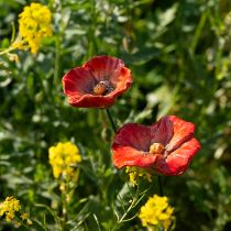 daiktų Aguonų sodo dekoratyviniai kuolai, puikus dekoratyvinis elementas jūsų sodui, 42 cm, 4 vnt.