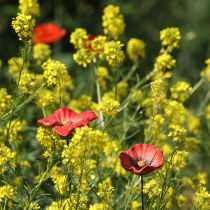 daiktų Sodo kuolas aguonos formos keramikinis, neįprasto dizaino gėlynams, 52 cm, 2 vnt.