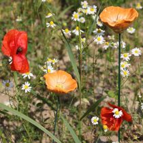 daiktų Aguonos kuolas, keraminė gėlė, su meile detalizuota, elegantiškiems sodo akcentams, 42 cm, 4 vnt.