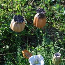 daiktų Sodo kuolo aguonų ankštis - dekoratyvinis akcentas sodo dekoravimui ir „pasidaryk pats“ projektams - 41 cm, 4 vnt. -