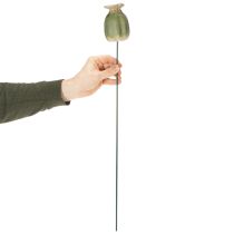 daiktų Aguonų sėklų ankštys sodo kuolelio dekoracijos žavingoms sodo kompozicijoms 60 cm 2 vnt.