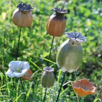 daiktų Aguonų sėklų ankštys sodo kuolelio dekoracijos žavingoms sodo kompozicijoms 60 cm 2 vnt.