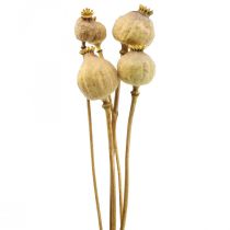 Aguonų kapsulė dideli džiovinti žiedai geltoni papaver deco aguonos 5vnt