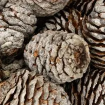 daiktų Murii kūgiai naturalūs 500g