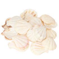 daiktų Natūralios kriauklių puošybos šukutės 3,5cm–4cm 300g