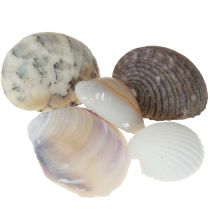 daiktų Kriauklių puošmena mini gaidžiai sraigių kiautai 1-3cm 340g