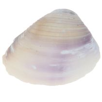 daiktų Kriauklių puošmena mini gaidžiai sraigių kiautai 1-3cm 340g