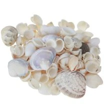 daiktų Kriauklių puošmena mini gaidžiai sraigių kiautai 1-3cm 340g