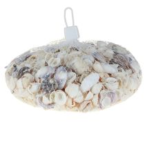 daiktų Kriauklių puošmena mini gaidžiai sraigių kiautai 1-3cm 340g