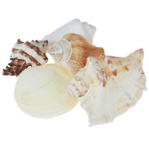 daiktų Kriauklių dekoravimo kriauklių mišinys sraigių kiautai 4–8 cm natūralūs 400 g