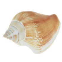 daiktų Kriauklių dekoravimo kriauklių mišinys sraigių kiautai 4–8 cm natūralūs 400 g