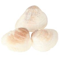 daiktų Kriauklių dekoravimo kriauklės baltos rudos širdelės 5-7cm 300g