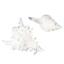 daiktų Jūros sraigės lukšto apdaila dirbtinė mėlyna-balta 11,5/13 cm 2 vnt.