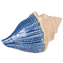 daiktų Shell Decoration Maritime Ceramic Blue Beige 16,5×11×9,5cm 2 vnt.