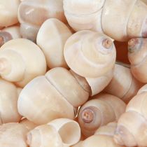 daiktų Midijos Umachi 500g