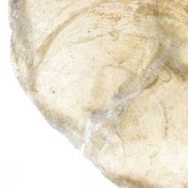 daiktų Paplūdimio puošmena, capiz kriauklės 5-10cm, natūralūs daiktai, perlamutras, jūrinis 1kg