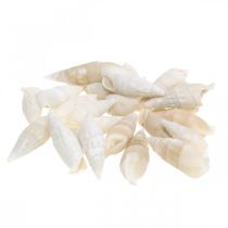 daiktų Deco sraigės baltos, jūrinės sraigės natūrali puošmena 2-5cm 1kg