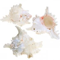 daiktų Shell Chicoreus ramosus 16cm 3 vnt