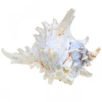 daiktų Shell Chicoreus ramosus 16cm 3 vnt