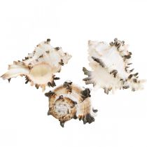 Deco sraigių kiautai dryžuoti, jūrinių sraigių natūrali dekoracija 1kg