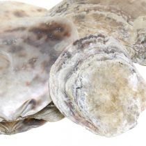 Jūrinė apdaila, capiz kriauklės, natūralūs produktai perlamutras, violetinė 8-14cm 1kg
