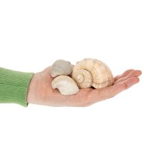 daiktų Sraigės ir kriauklės - jūrinės dekoratyvinės detalės unikaliam kambario papuošimui - 500 g -