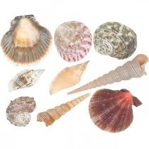Kriauklių mišinys, kriauklės ir sraigių kiautai, vasaros dekoracija H3-5cm/L2,5-9cm 950g