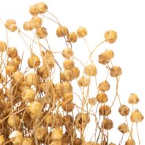 daiktų Natūralios džiovintos linų žolės džiovintų gėlių kompozicijoms Linum Natur 60cm 180g