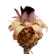 Nerifolia Bud 25vnt