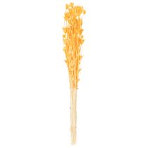 daiktų Džiovintų juodgrūdžių (Nigella) gėlių kompozicija ilgalaikiam naudojimui. Elegantiška ir akį traukianti kompozicija. 70 cm 50 g