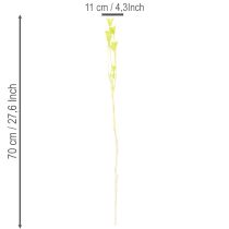 daiktų Džiovinti juodgrūdžių žiedai, žavinga natūrali kambario puošmena namams, 70 cm, 50 g