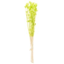 daiktų Džiovinti juodgrūdžių žiedai, žavinga natūrali kambario puošmena namams, 70 cm, 50 g