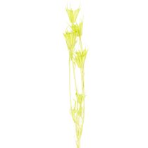daiktų Džiovinti juodgrūdžių žiedai, žavinga natūrali kambario puošmena namams, 70 cm, 50 g
