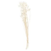 daiktų Džiovintos juodgrūdžių puokštės, elegantiška natūrali puošmena išskirtiniam interjerui, 70 cm, 50 g