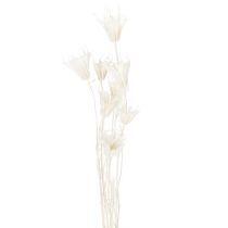 daiktų Džiovintos juodgrūdžių puokštės, elegantiška natūrali puošmena išskirtiniam interjerui, 70 cm, 50 g