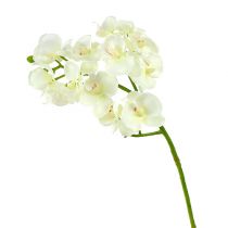 Orchidėja kreminė-balta L57cm 6vnt