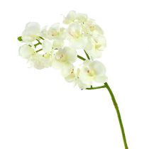 daiktų Orchid Cream-White L57cm 6 vnt