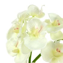 Orchidėja kreminė-balta L57cm 6vnt