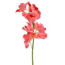 daiktų Orchidėja Mokara Lašiša 50cm 6 vnt
