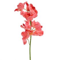 daiktų Orchidėja Mokara Lašiša 50cm 6vnt