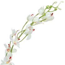 Orchid Mokara White 92cm 3vnt