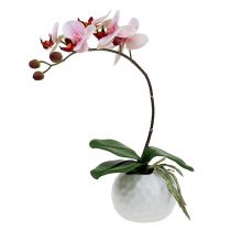 Rožinė orchidėja keraminiame vazone 31cm