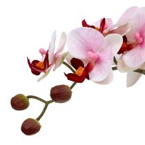 Rožinė orchidėja keraminiame vazone 31cm
