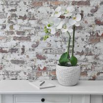 Balta orchidėja ant 65 cm lemputės