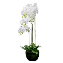 Orchidėja balta su gaubliu 110cm