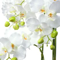 Orchidėja balta su gaubliu 110cm