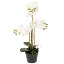 daiktų Dirbtinė orchidėja vazone harmoningai aplinkai, balta, 60 cm