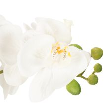 daiktų Dirbtinė orchidėja vazone harmoningai aplinkai, balta, 60 cm